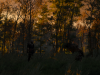 witcher3 2015-06-07 19-54-56-14
